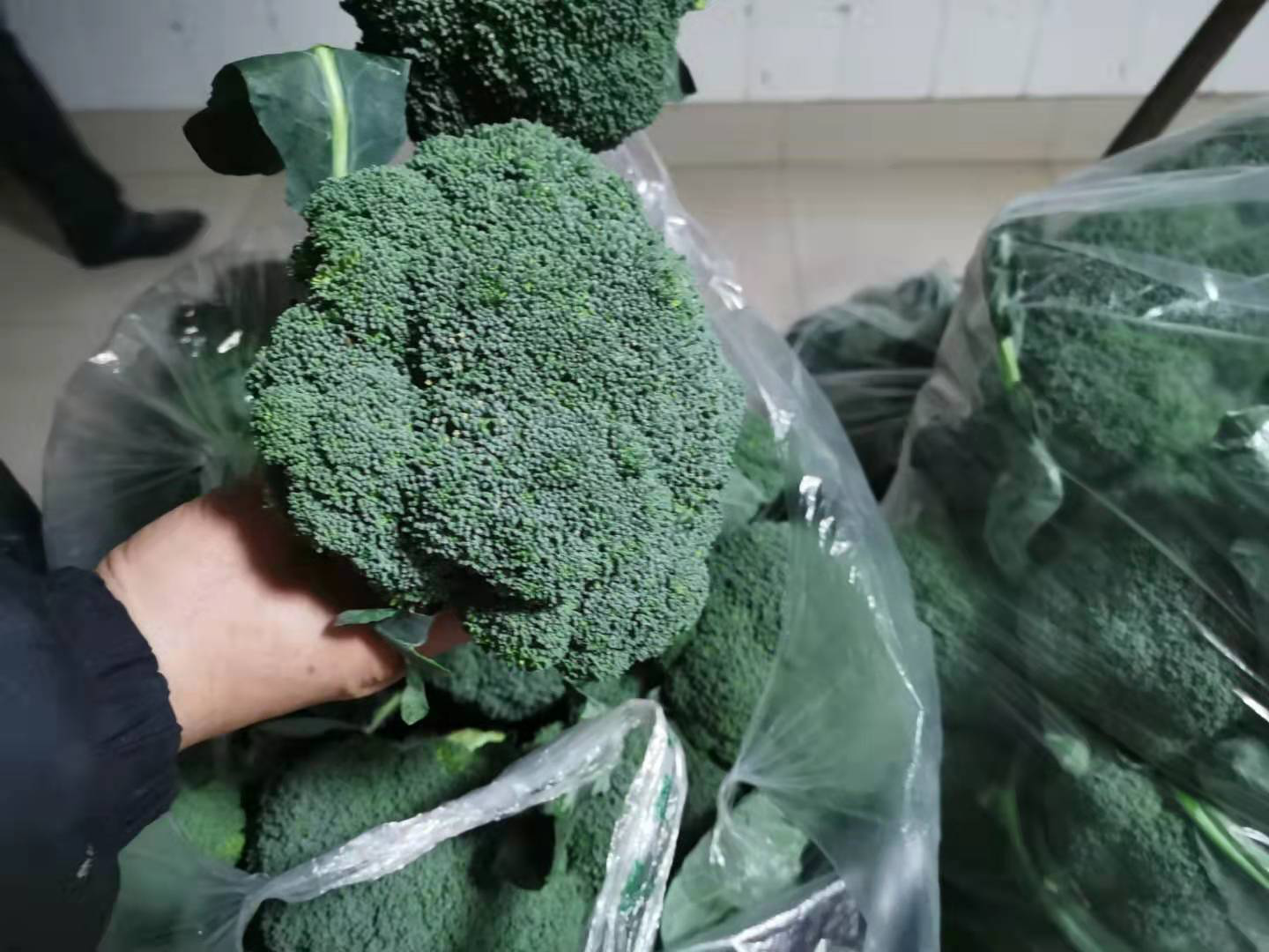 开云体育下载-爱尔兰遗憾失利，奥地利摘得胜利果实的简单介绍